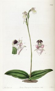 Cynorkis fastigiata - Miss Drake